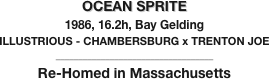 OCEAN SPRITE
1986, 16.2h, Bay Gelding
ILLUSTRIOUS - CHAMBERSBURG x TRENTON JOE
___________________________________
Re-Homed in Massachusetts